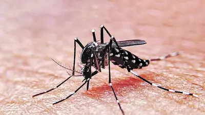 Santa Fe sigue con su plan de vacunación contra el dengue. Santa Fe sigue con su plan de vacunación contra el dengue.