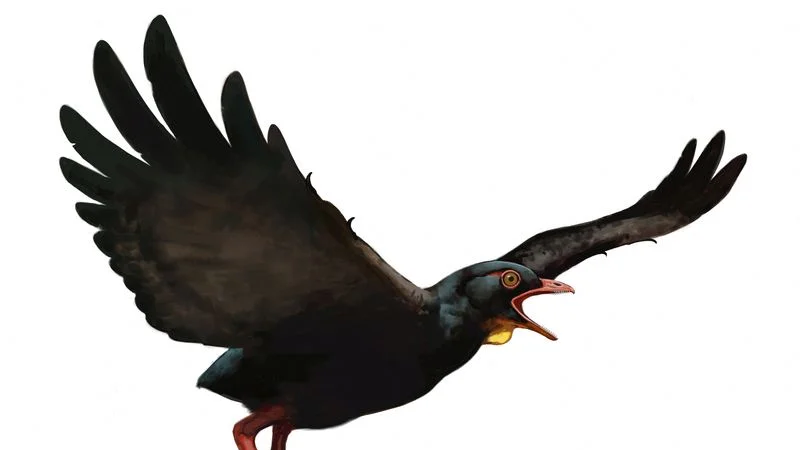 Las aves rapaces más antiguas conocidas convivieron con el T. rex en Norteamérica