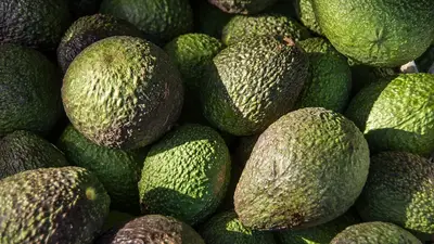Palta Palta