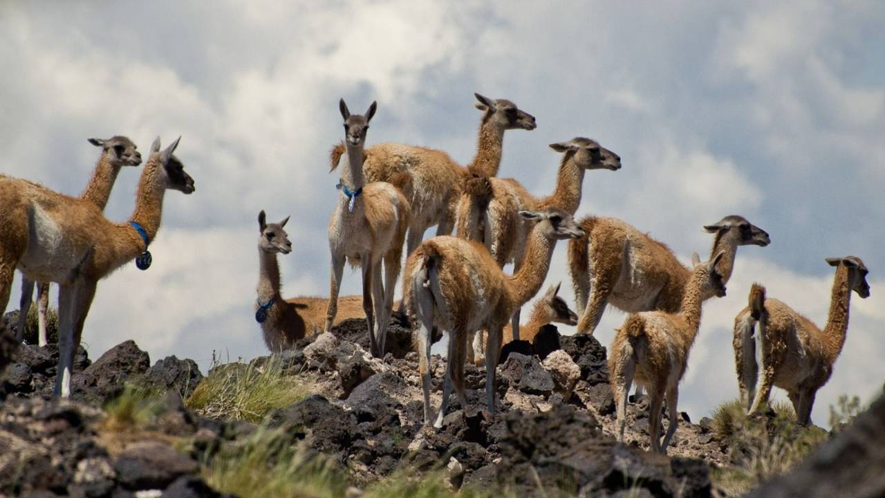 Controversia por una disposición que promueve la exportación de la carne y el cuero del guanaco