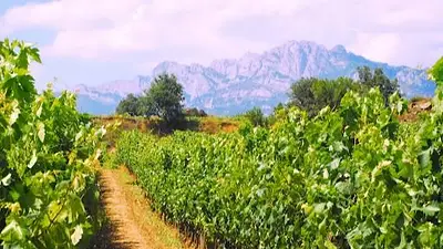 Imagen de los viñedos de La Rioja Imagen de los viñedos de La Rioja