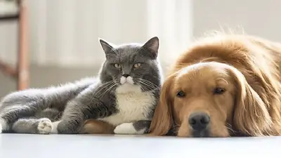 Imagen de gato y perro Imagen de gato y perro