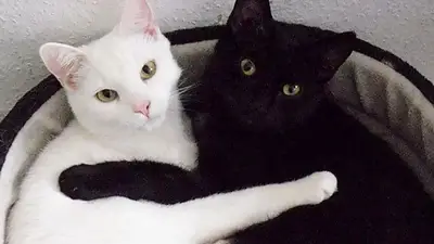 Gatos blancos y negros. Gatos blancos y negros.