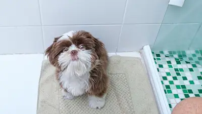 Qué significa que un perro te siga al baño. Qué significa que un perro te siga al baño.
