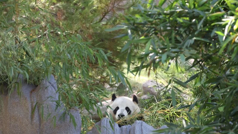 Dos pandas gigantes llegan al Zoológico Nacional de Washington procedentes de China