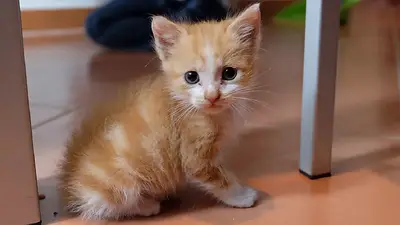 Gatito Gatito