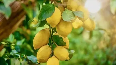 Cómo hacer crecer un limonero en menos de un mes Cómo hacer crecer un limonero en menos de un mes