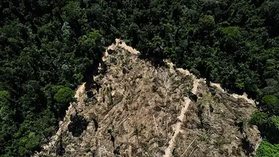 Embajadores de la UE acuerdan retrasar la aplicación de la ley sobre deforestación Embajadores de la UE acuerdan retrasar la aplicación de la ley sobre deforestación