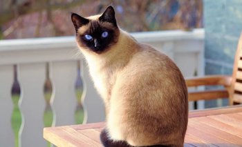 ¿Por qué los gatos no pueden consumir leche? | Consejos