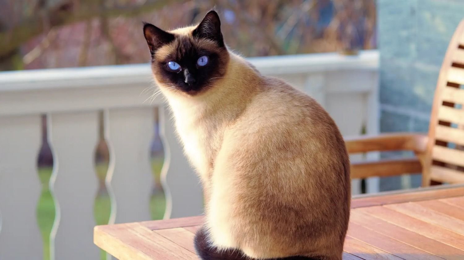 Cómo hacer para sacarle una buena foto a mi gato.
