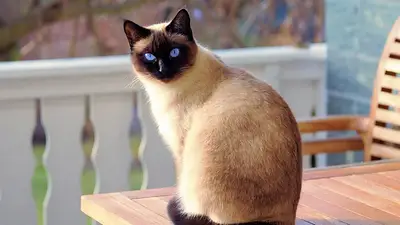 La Expo Gatos 2026 se realizará a fines de agosto en Tigre con entrada gratuita. Habrá exhibiciones, razas de todo el mundo y jueces internacionales. La Expo Gatos 2026 se realizará a fines de agosto en Tigre con entrada gratuita. Habrá exhibiciones, razas de todo el mundo y jueces internacionales.