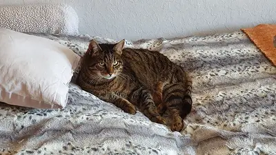 Gato en una cama. Gato en una cama.