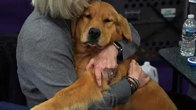 Persona con un Golden Retriever en sus brazos. Persona con un Golden Retriever en sus brazos.