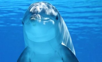 El inusual descubrimiento de científicos sobre los delfines | Animales