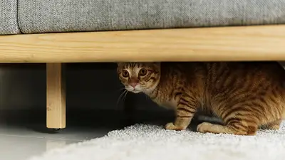 Gato escondido. Gato escondido.