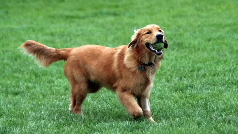 Golden Retriever.
