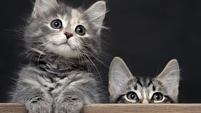 Gatos. Gatos.