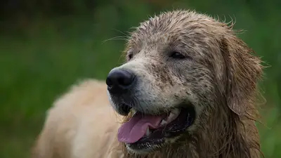 Golden Retriever sucio. Golden Retriever sucio.