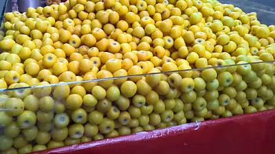 Nanche fruta Nanche fruta
