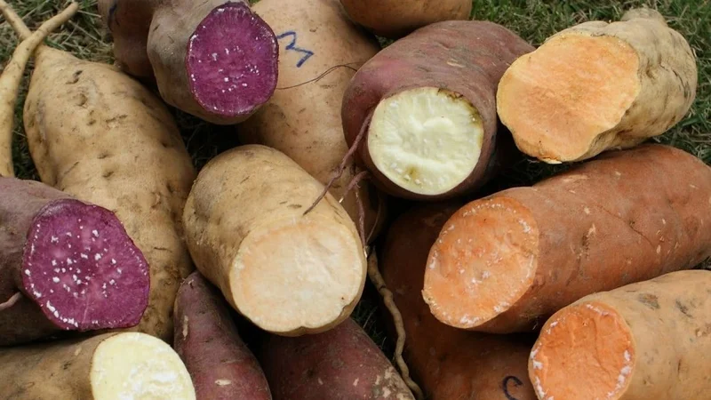 batata, boniato, verduras, recetas,