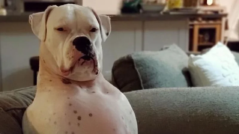 Perro juzgando.