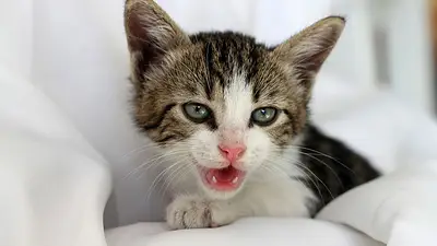 Gato maullando Gato maullando