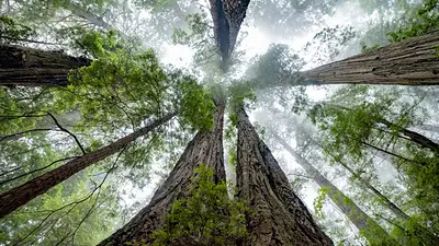 Árboles altos Árboles altos