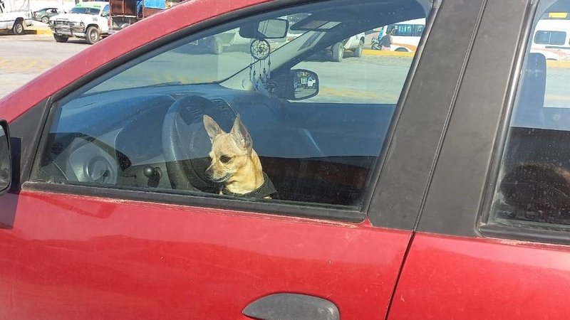 Perro encerrado en un auto.