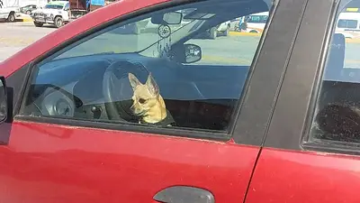 Perro encerrado en un auto. Perro encerrado en un auto.