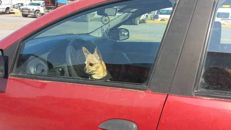 Perro encerrado en un auto.