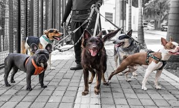 Ni Labrador, ni Pastor Alemán: cuál es el mejor perro para tener de mascota | Mascotas