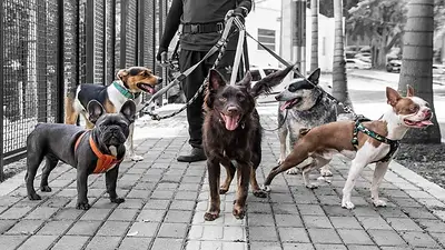Qué pasó con la mejor raza de perros para tener de mascota. Cuál es la raza de perros más tranquilos para tener de mascotas. Qué pasó con la mejor raza de perros para tener de mascota. Cuál es la raza de perros más tranquilos para tener de mascotas.