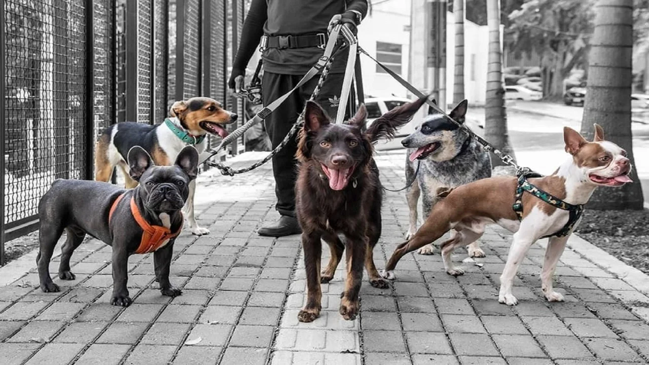 pasear perros, perros con correa, perros