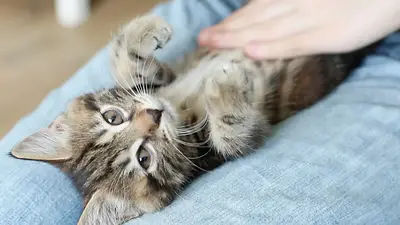 Gato acostado en regazo Gato acostado en regazo