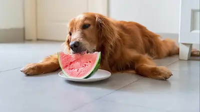 Perro comiendo sandía. Perro comiendo sandía.