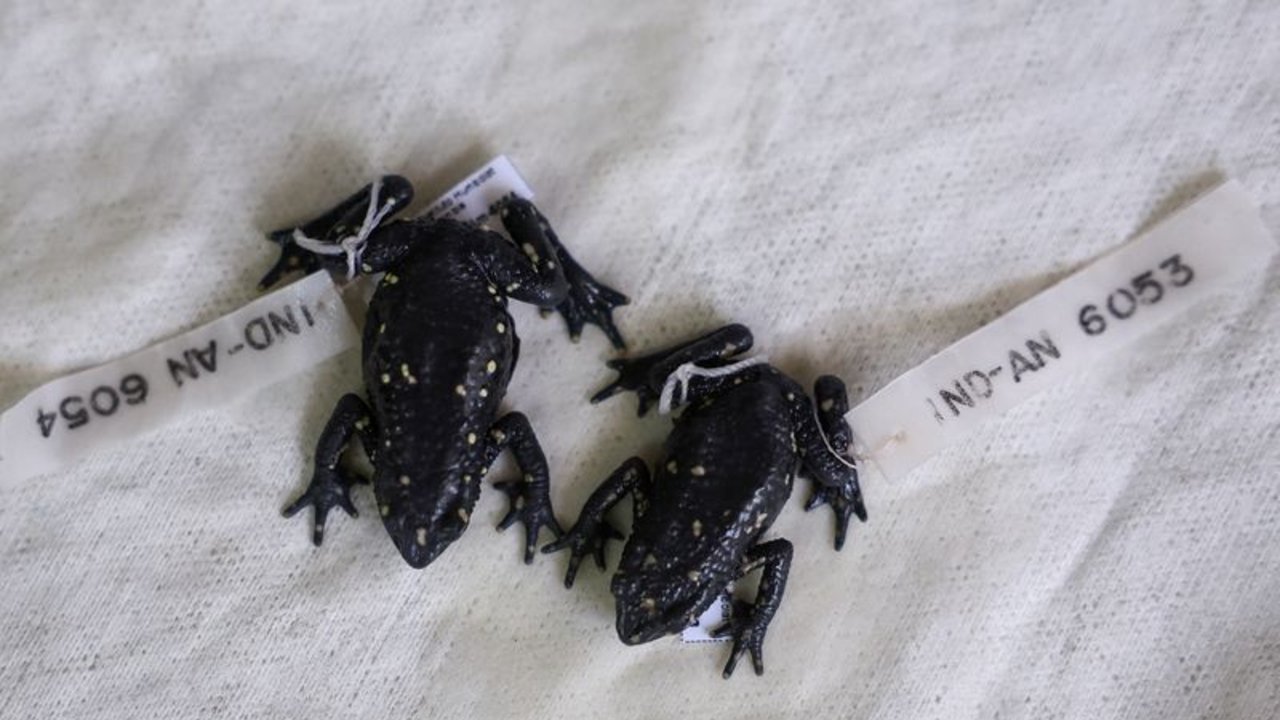Ambientalistas lanzan coalición para impulsar canjes de deuda por naturaleza en la COP16 de Colombia