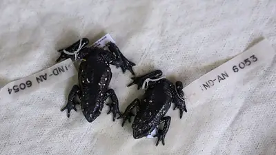 Ambientalistas lanzan coalición para impulsar canjes de deuda por naturaleza en la COP16 de Colombia Ambientalistas lanzan coalición para impulsar canjes de deuda por naturaleza en la COP16 de Colombia
