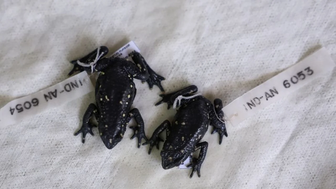 Ambientalistas lanzan coalición para impulsar canjes de deuda por naturaleza en la COP16 de Colombia