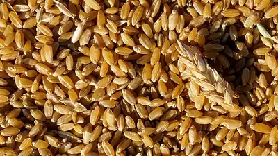 Kazajistán espera resolver en una semana las tensiones comerciales agrícolas con Rusia Kazajistán espera resolver en una semana las tensiones comerciales agrícolas con Rusia