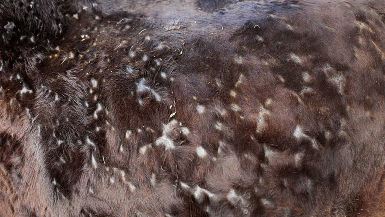 España sacrifica ganado para contener el primer brote de dermatosis nodular contagiosa