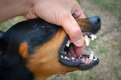 Cómo los primeros meses de vida definen el carácter de tu perro