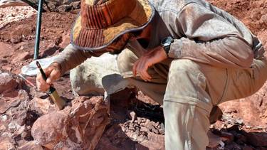 El Vitosaura colozacani revoluciona la paleontología argentina: descubren una nueva especie de dinosaurio en La Rioja