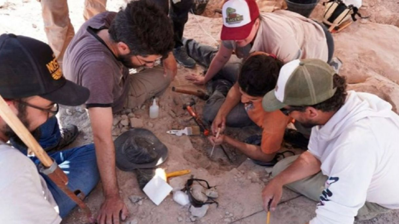 Increíble descubrimiento de un dinosaurio en pleno streaming del CONICET: el resto fósil que encontraron en vivo en Río Negro