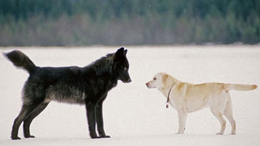 Encontraron un híbrido entre lobo y perro en Grecia: el hallazgo que cambia todo lo que se sabía sobre estos animales