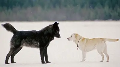 Cuál es el ejemplar de lobo con perro que encontraron en Grecia. Animal híbrido entre lobo y perro. Cuál es el ejemplar de lobo con perro que encontraron en Grecia. Animal híbrido entre lobo y perro.