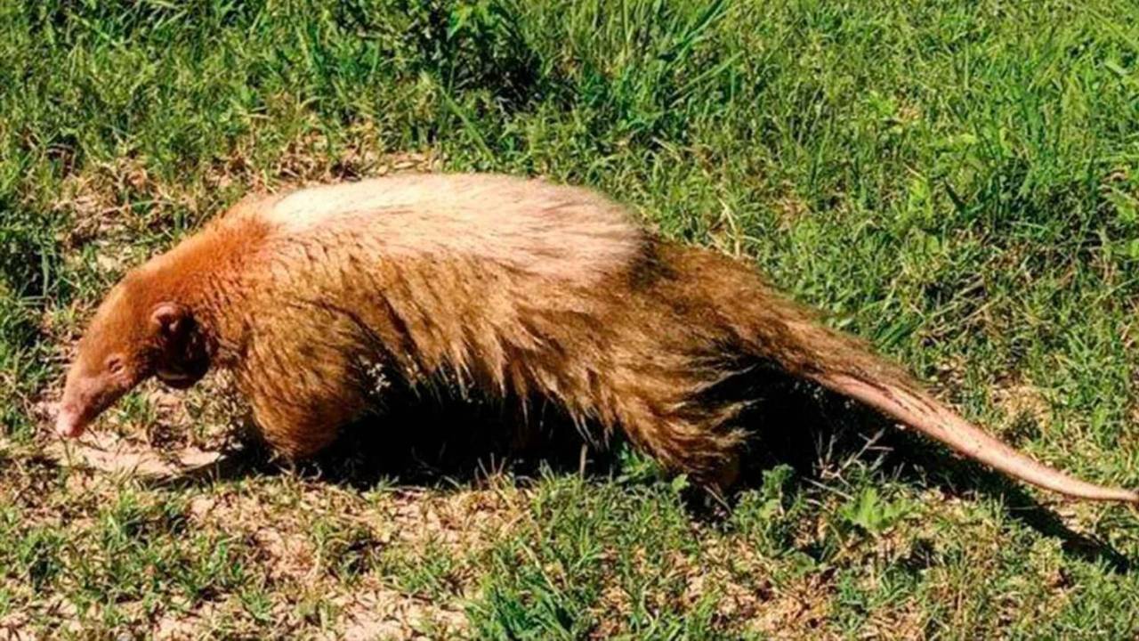 Oso melero albino