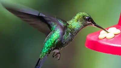 Colibrí Colibrí