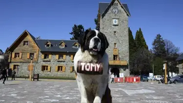 La verdadera y polémica historia detrás de los perros San Bernardo de Bariloche