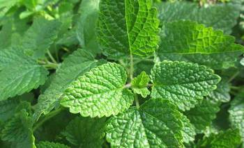 ¿El té de ortiga es la bebida herbal más completa?: Qué beneficios tiene | Salud