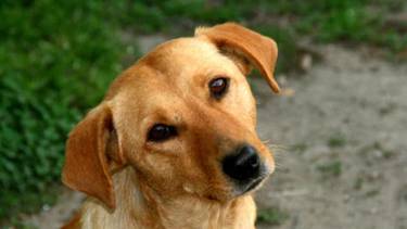 Piden elevar a juicio a una mujer que ahorcó a su perro en Salta